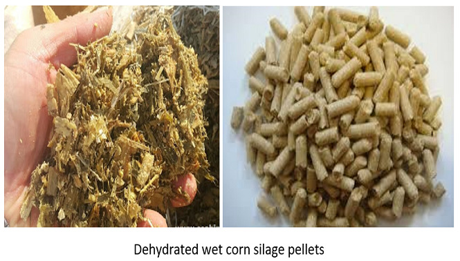 Explore Our Gallery – Pellet Burner India Projects & Plants